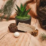 амая - *
